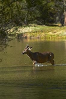 Brook Prints: Mule deer (Odocoileus hemionus) by Mirror Lake, Tenaya Canyon, Yosemite National Park