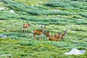 Images Dated 20th July 2006: Mule deer, Odocoileus hemionus, are the most popular western species of deer. Hunted