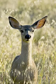 Images Dated 28th May 2006: Mule deer, Odocoileus hemionus, UCSC Campus Natural Reserve, Santa Cruz, California