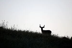 Images Dated 28th May 2006: Mule deer, Odocoileus hemionus, UCSC Campus Natural Reserve, Santa Cruz, California