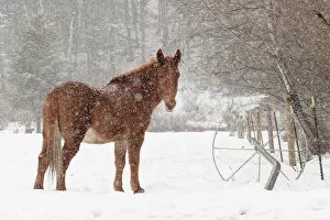 Quiet Prints: Mule and falling snow, Kalispell, Montana