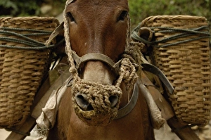 Images Dated 7th June 2006: Mules carrying construction material up from on the banks of the Nu River. Gongshan County