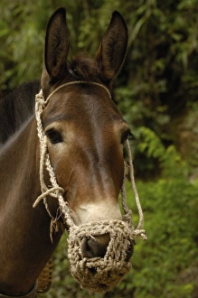 Images Dated 7th June 2006: Mules carrying construction material up from on the banks of the Nu River. Gongshan County