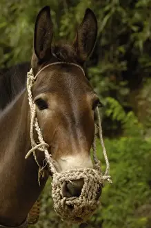 Pack Prints: Mules carrying construction material up from on the banks of the Nu River. Gongshan County