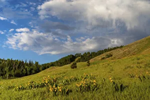 Mules Ear Prints: Mules ear (Wyethia arizonica) in Rocky Mountains