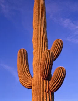Images Dated 13th December 2005: Multi armed Giant Saguaro cactus against a blue evening sky, Organ Pipe Cactus Nat l Monument