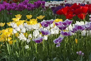 Netherlands, Holland Gallery: Multi color tulip flowerbeds