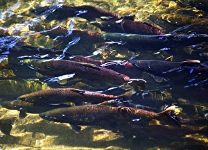 Fish Prints: Multi-Colored, Coho, Sockeye, and Chinook Salmon, Issaquah Creek, Washington Salmon
