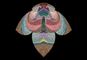 Prints of Multi-colored skeleton leaves arranged on black background Images Dated 2022 June: Multi-colored skeleton leaves arranged on black background