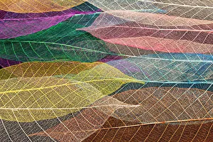 Prints of Multi-colored skeleton leaves arranged on black background Images Dated 2022 June: Multi-colored skeleton leaves arranged on black background