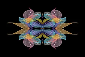 Prints of Multi-colored skeleton leaves arranged on black background Images Dated 2022 June: Multi-colored skeleton leaves arranged on black background