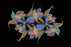 Prints of Multi-colored skeleton leaves arranged on black background Images Dated 2022 June: Multi-colored skeleton leaves arranged on black background