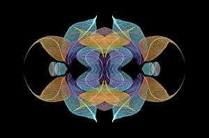 Prints of Multi-colored skeleton leaves arranged on black background Images Dated 2022 June: Multi-colored skeleton leaves arranged on black background