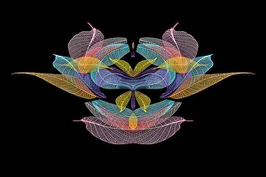Prints of Multi-colored skeleton leaves arranged on black background Images Dated 2022 June: Multi-colored skeleton leaves arranged on black background