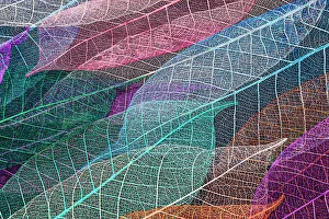 Prints of Multi-colored skeleton leaves arranged on black background Images Dated 2022 June: Multi-colored skeleton leaves arranged on black background