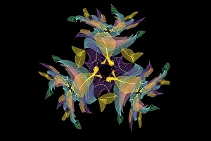 Prints of Multi-colored skeleton leaves arranged on black background Images Dated 2022 June: Multi-colored skeleton leaves arranged on black background