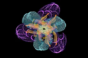 Prints of Multi-colored skeleton leaves arranged on black background Images Dated 2022 June: Multi-colored skeleton leaves arranged on black background