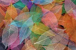 Skeleton Prints: Multi-colored skeleton leaves arranged on black background