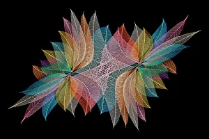 Skeleton Prints: Multi-colored skeleton leaves arranged on black background