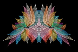 Skeleton Prints: Multi-colored skeleton leaves arranged on black background
