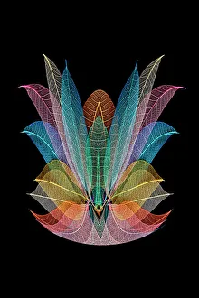 Skeleton Prints: Multi-colored skeleton leaves arranged on black background
