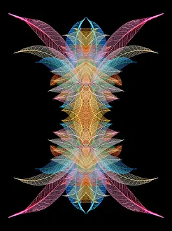 Skeleton Prints: Multi-colored skeleton leaves arranged on black background