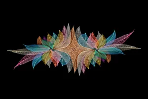 Skeleton Prints: Multi-colored skeleton leaves arranged on black background