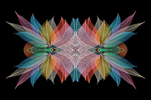 Skeleton Prints: Multi-colored skeleton leaves arranged on black background