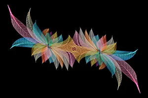 Skeleton Prints: Multi-colored skeleton leaves arranged on black background