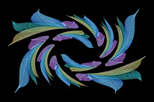 Skeleton Prints: Multi-colored skeleton leaves arranged on black background