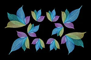 Skeleton Prints: Multi-colored skeleton leaves arranged on black background