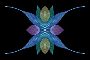 Multi-colored skeleton leaves arranged on black background