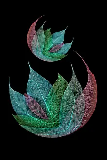Skeleton Prints: Multi-colored skeleton leaves arranged on black background