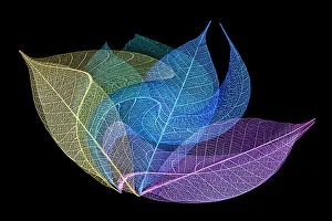 Skeleton Prints: Multi-colored skeleton leaves arranged on black background