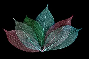 Skeleton Prints: Multi-colored skeleton leaves arranged on black background