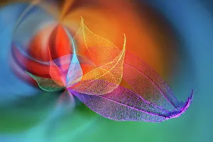 Multicolor Prints: Multi-colored skeleton leaves arranged on black background