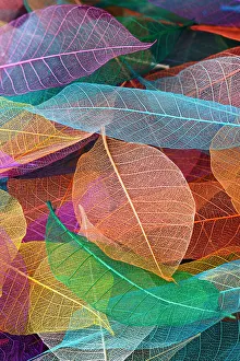 Multicolor Prints: Multi-colored skeleton leaves arranged on black background