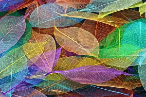 Multicolor Prints: Multi-colored skeleton leaves arranged on black background