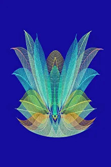 Skeleton Prints: Multi-colored skeleton leaves arranged on blue background