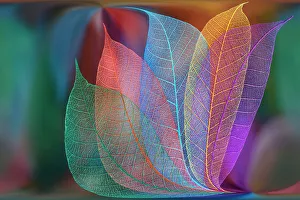 Skeleton Prints: Multi-colored skeleton leaves arranged on colorful background