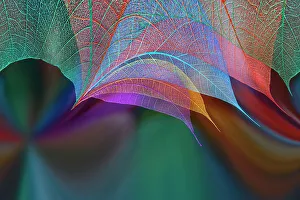 Multicolor Prints: Multi-colored skeleton leaves arranged on colorful background