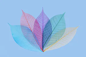 Skeleton Prints: Multi-colored skeleton leaves arranged on light blue background