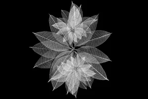 Multi-colored skeleton leaves arranged in radial pattern
