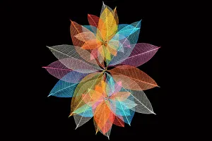 Vein Prints: Multi-colored skeleton leaves arranged in radial pattern