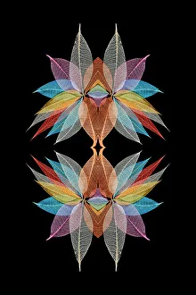 Skeleton Prints: Multi-colored skeleton leaves arranged in radial pattern