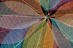 Skeleton Prints: Multi-colored skeleton leaves arranged in radial pattern