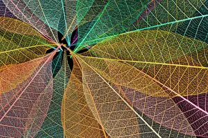 Skeleton Prints: Multi-colored skeleton leaves arranged in radial pattern