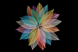 Skeleton Prints: Multi-colored skeleton leaves arranged in radial pattern
