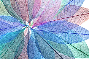 White Background Prints: Multi-colored skeleton leaves arranged in radial pattern on white background