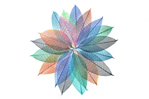 White Background Prints: Multi-colored skeleton leaves arranged in radial pattern on white background